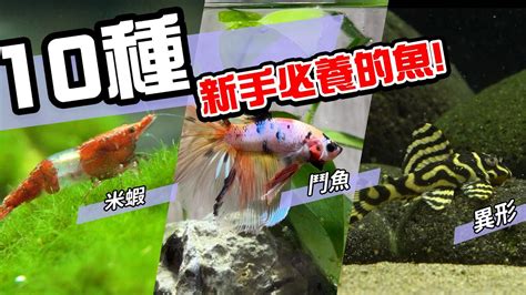 養淡水魚種類|【易養魚】新手入門必看！5款懶人必備超好養的觀賞魚 – 每日新。